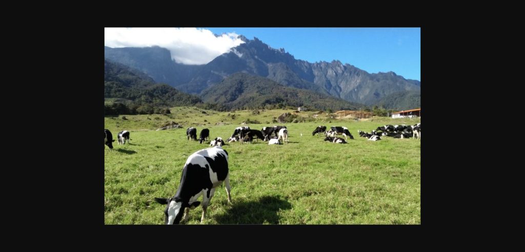 Cattle grazing in Kinabalu Park with Mount Kinabalu in the background