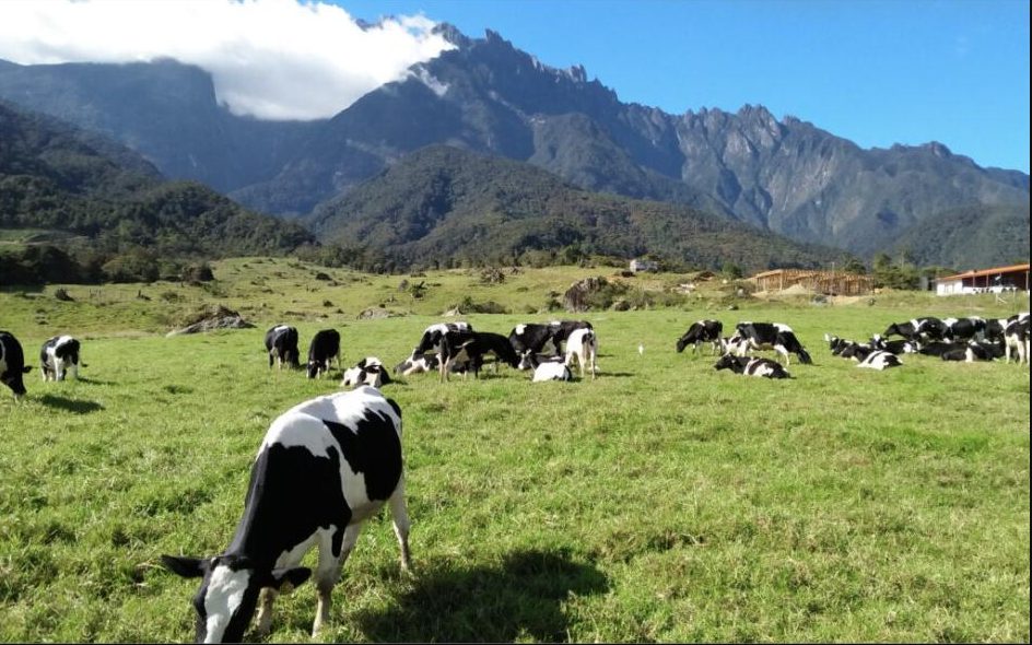 2D1N Mount Kinabalu Climb – Panalaban Hostel (Dorm)