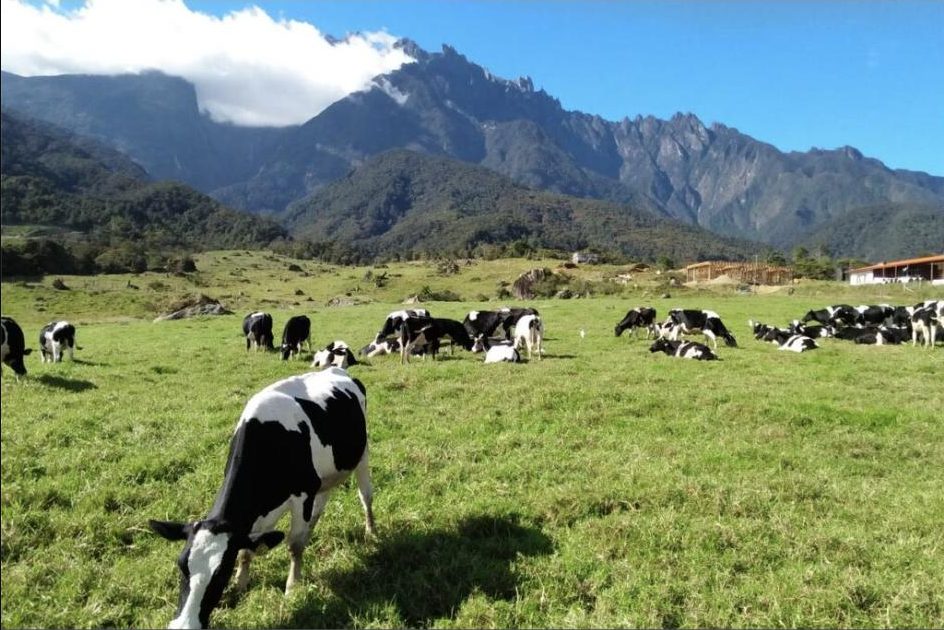 2D1N Mount Kinabalu Climb Via Ferrata with Walk the Torq